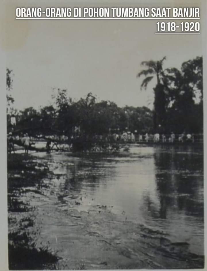 Orang-orang melihat pohon tumbang saat banjir 1918-1920