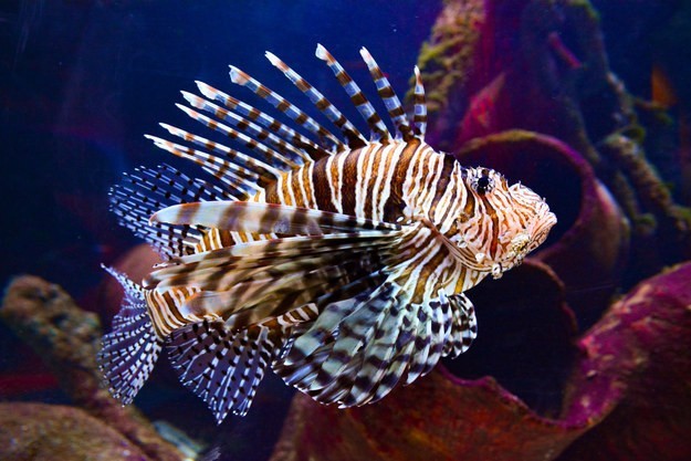 Delapan Ikan Ini Berbahaya. Bisakah Anda memilih yang tidak?