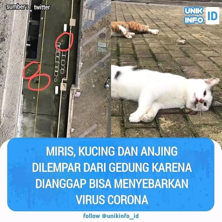 Miris Kucing dan Anjing Dilempar Dari Gedung Karena Dianggap Bisa Menyebarkan Virus Corona